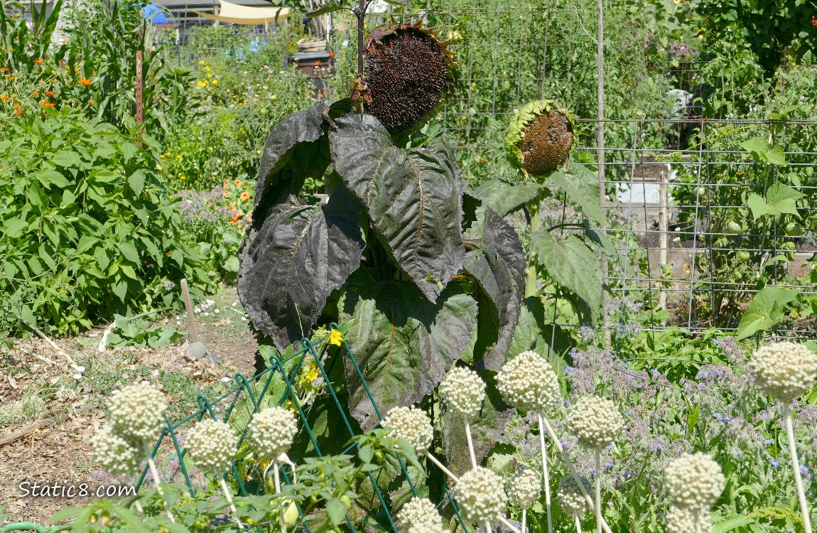 Sunflowers