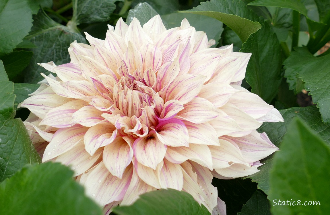 Pale yellow Dahlia bloom striped with pink