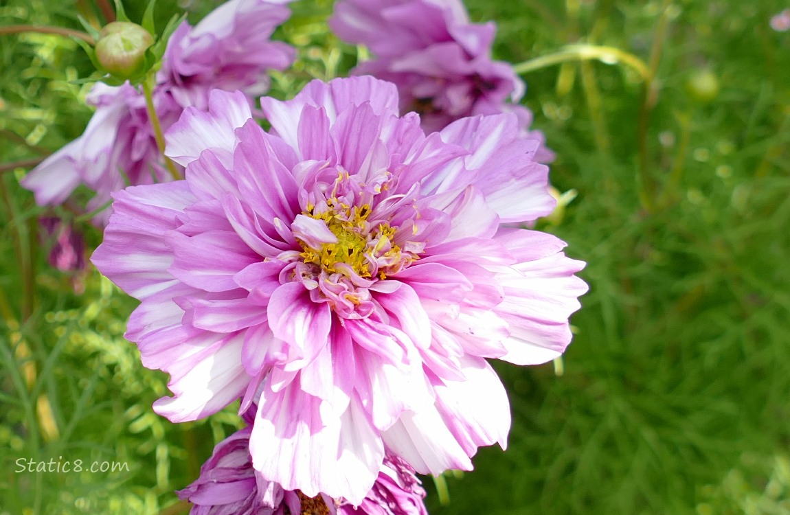 Cosmos bloom