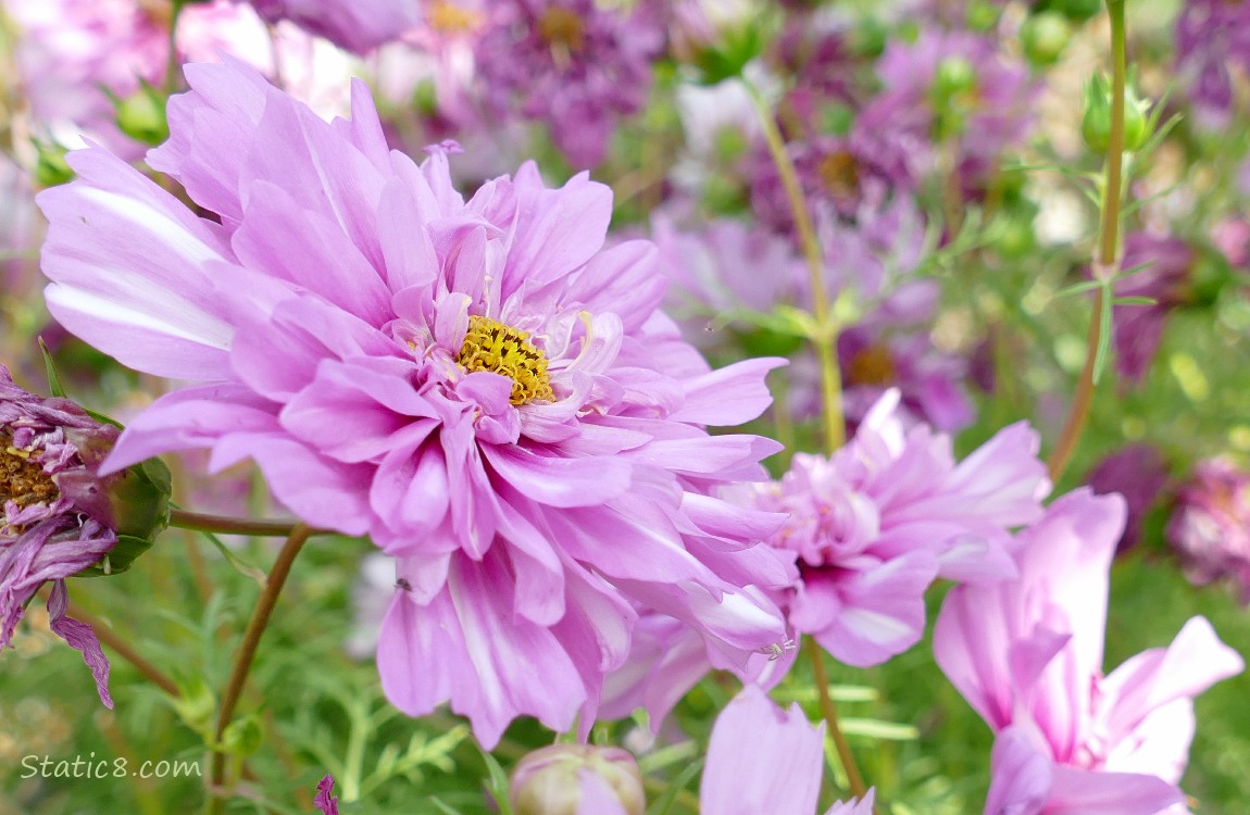 Cosmos blooms