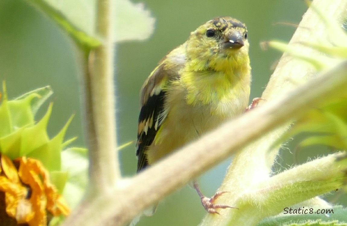 Goldfinch standing on the stalk of a sunflower
