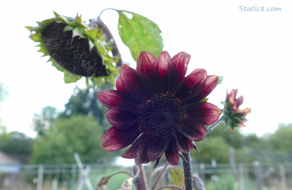 Red sunflower blooms in front of grey sky