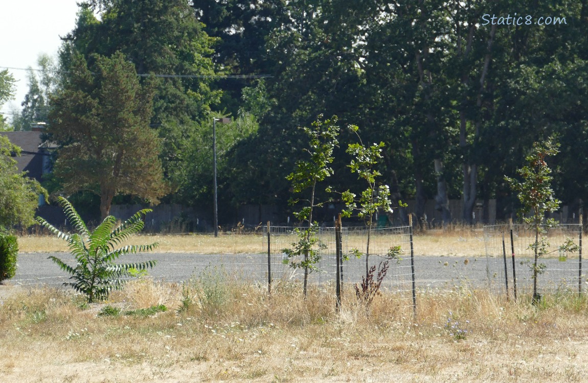 Saplings