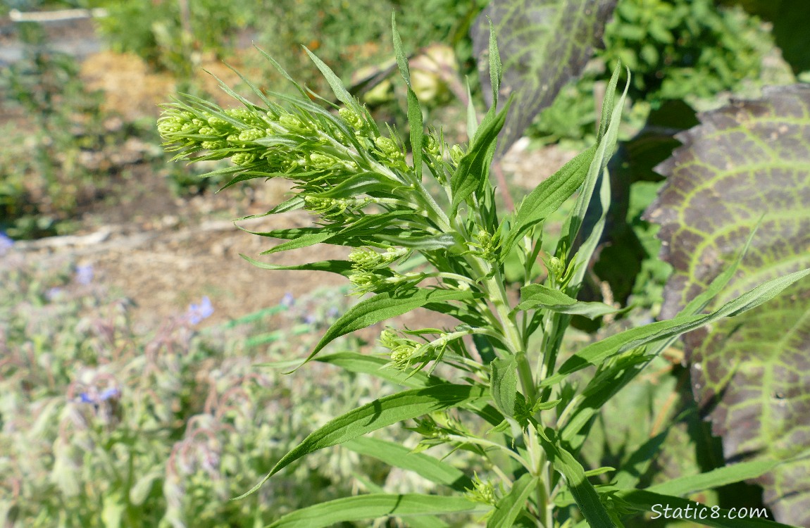Mystery plant