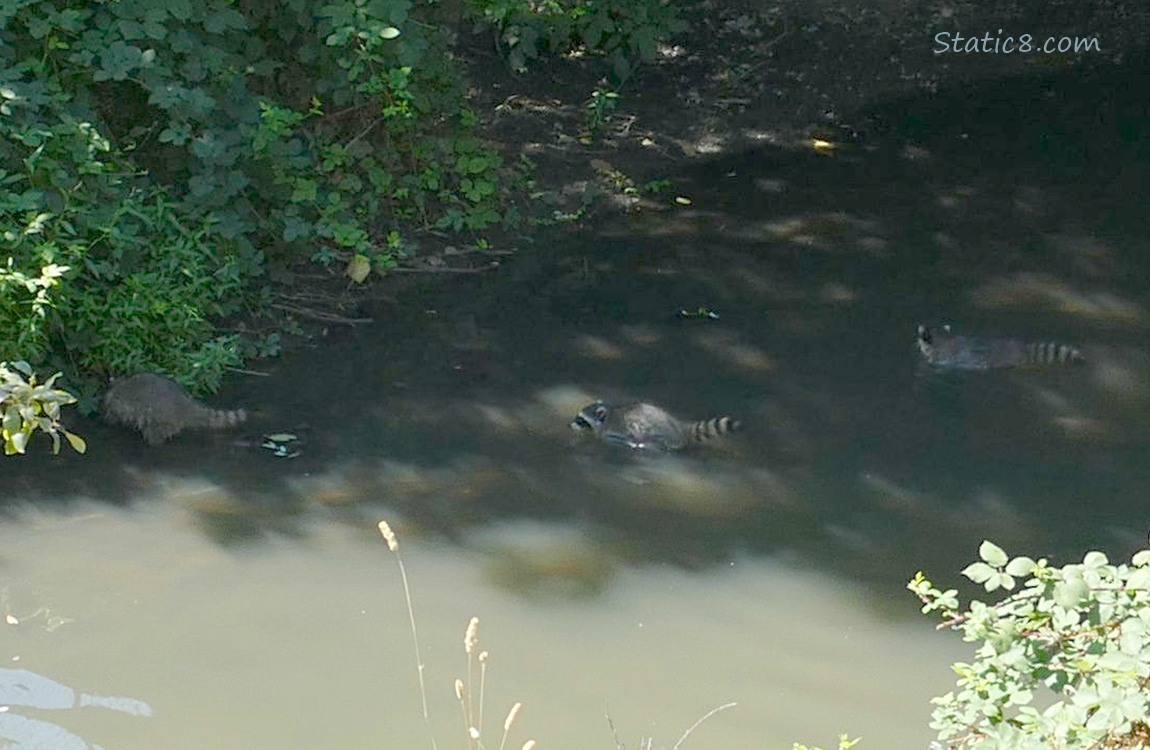 Three raccoons swimming in the creek