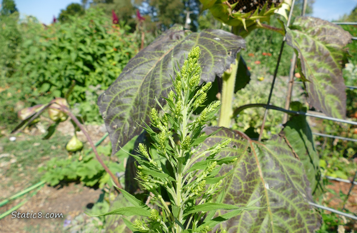 Mystery Plant