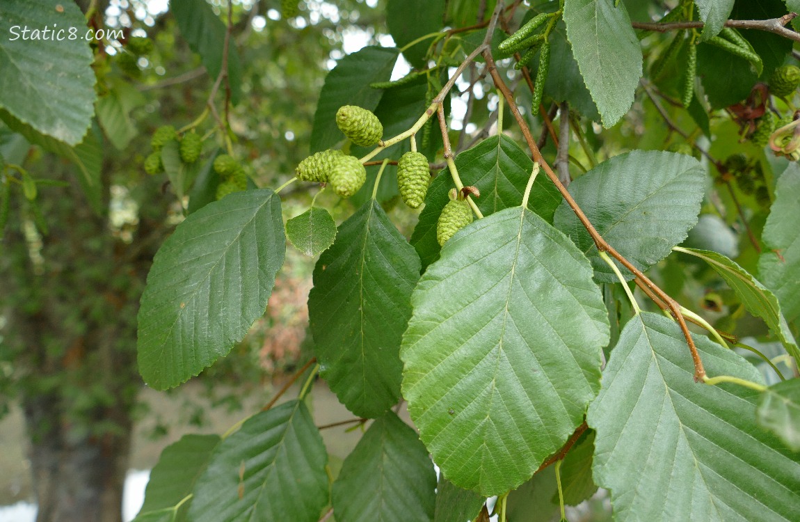 Alder cones and leaves