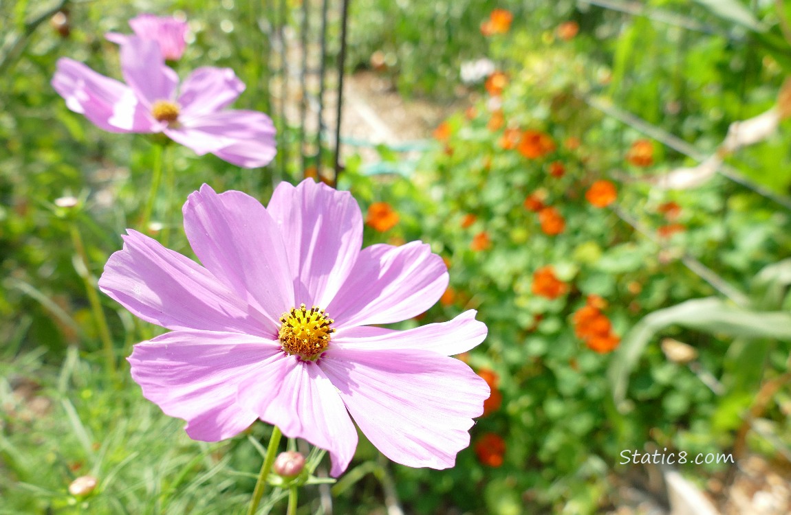 Pink Cosmos blooms with orange Nasturtium blooms in the background