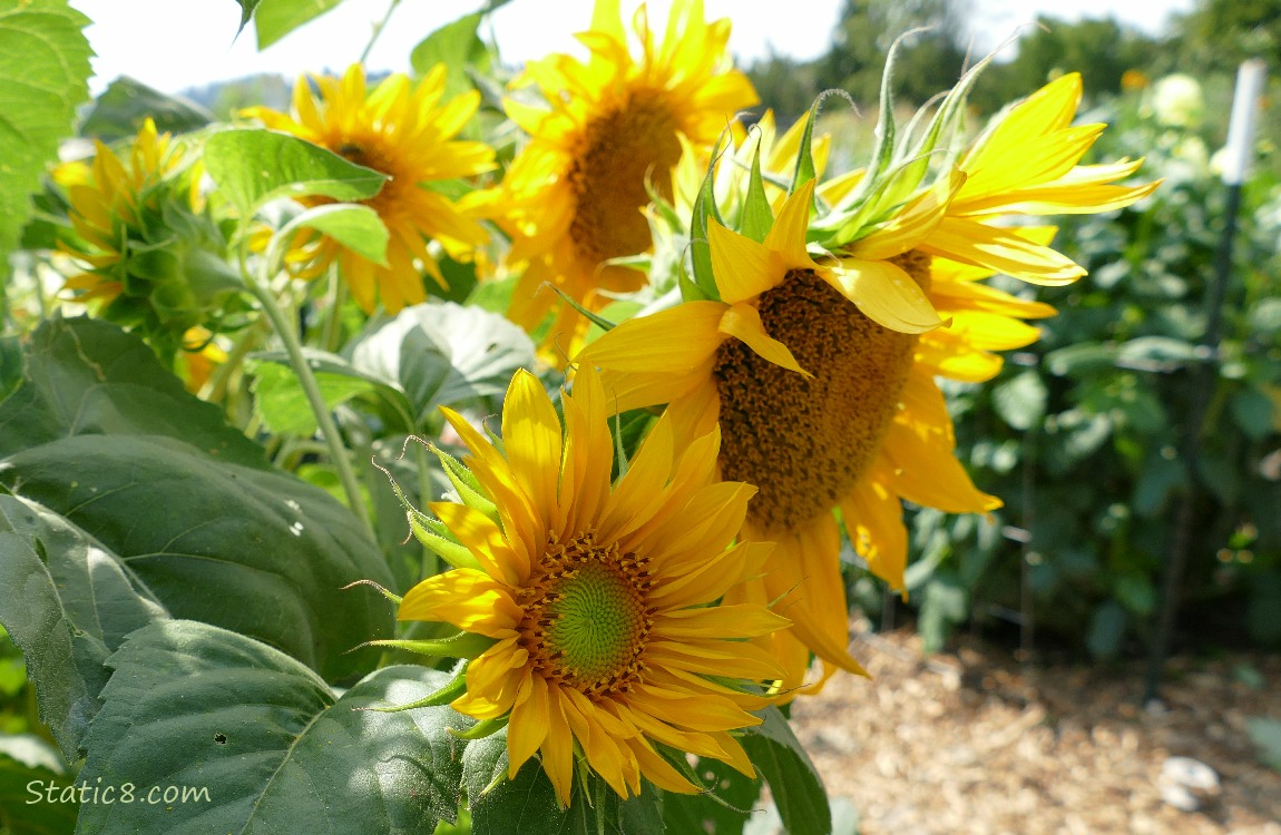 Sunflower blooms