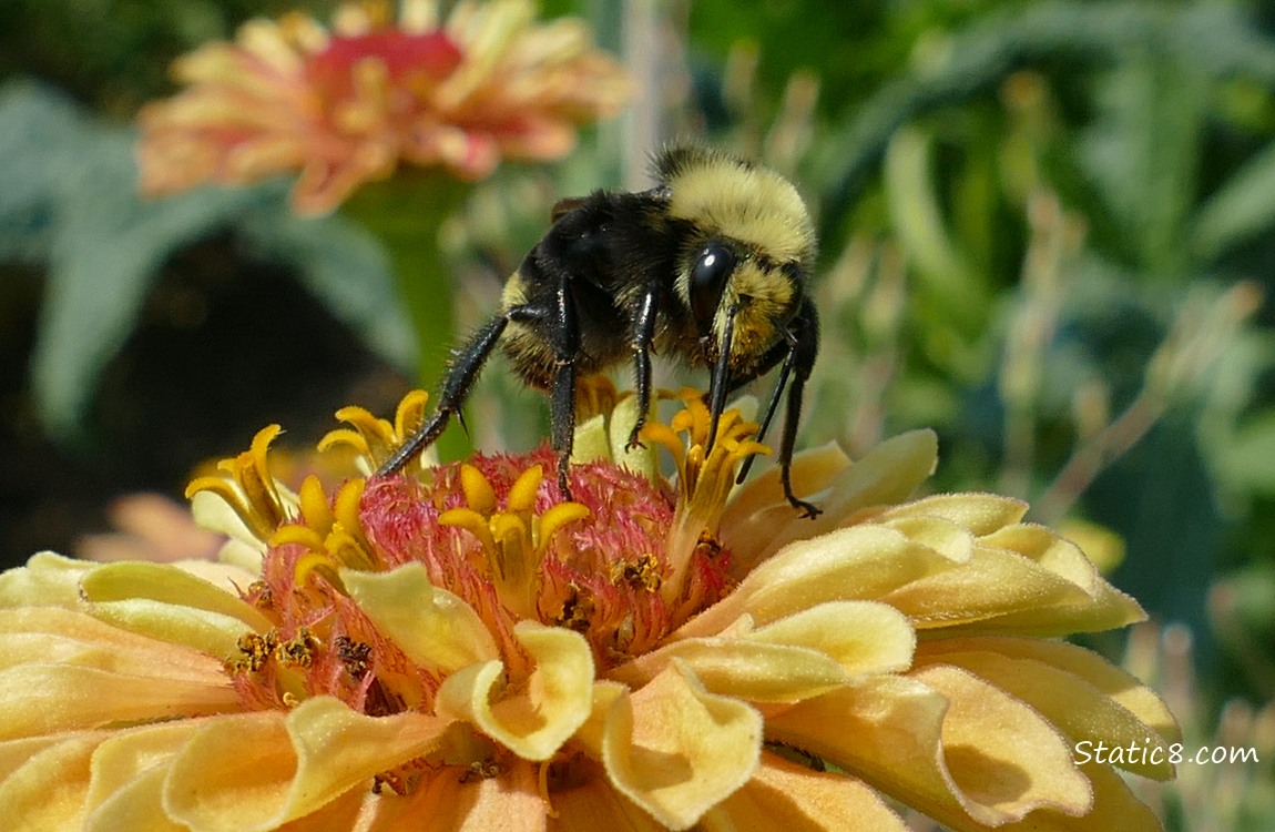 Bumblebee on a yellow Zinnia bloom