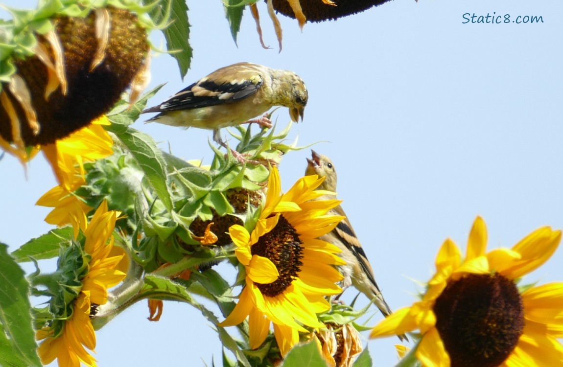 Goldfinch feeding a sunflower seed