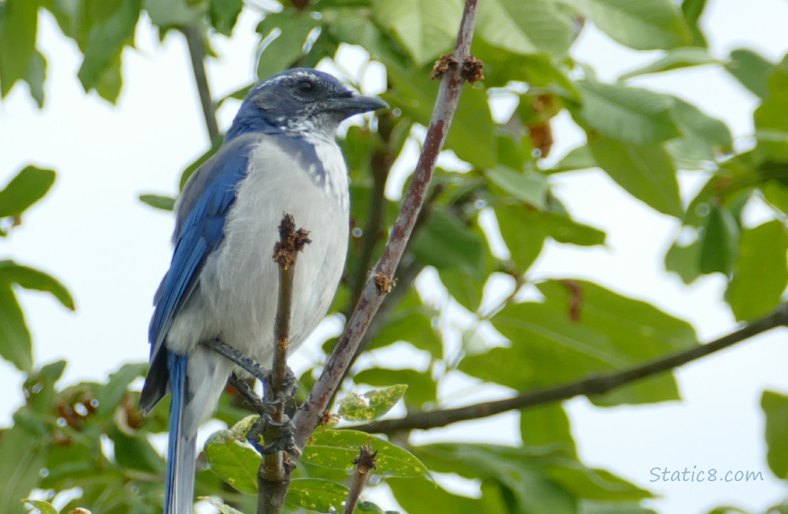Scrub Jay standing on a twig in a tree