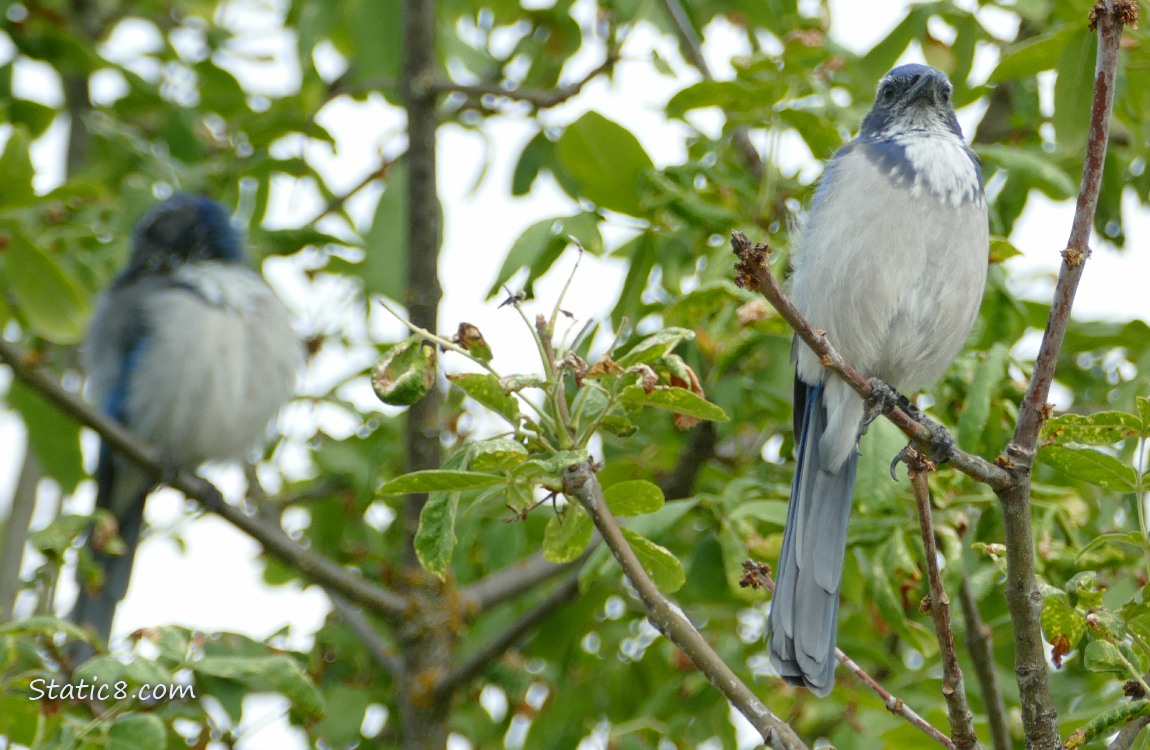 Two Scrub Jays standing in a tree