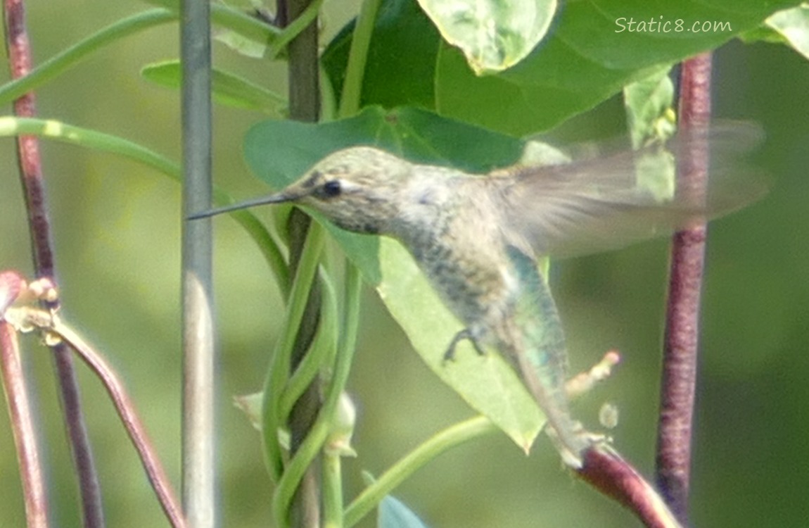 Anna Hummingbird flying