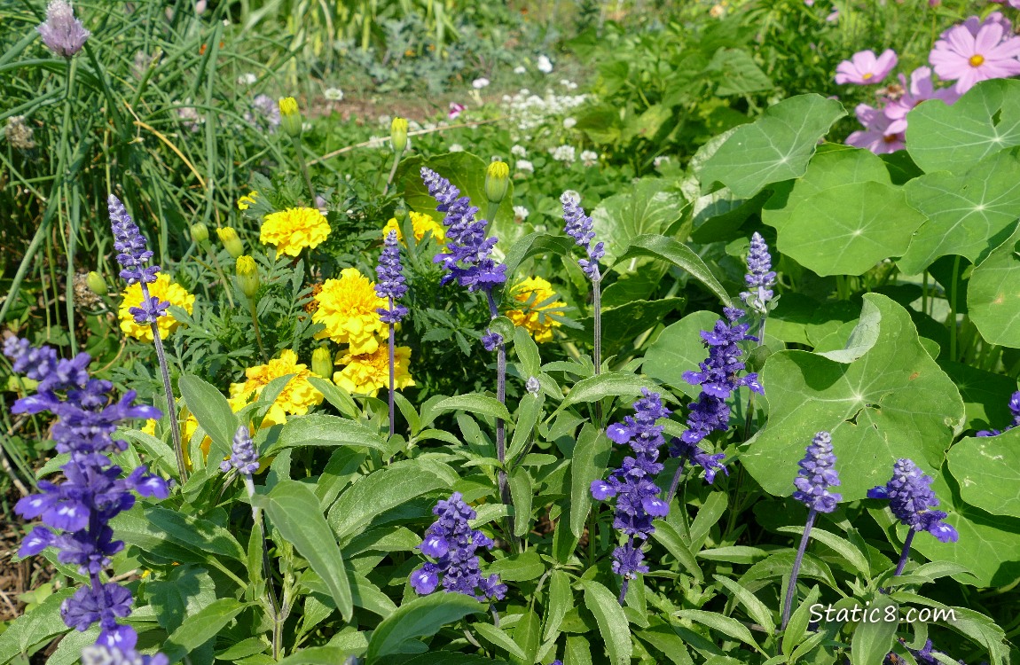 Purple