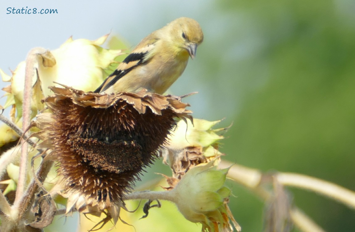 Goldfinch standing on a spent sunflower seed head