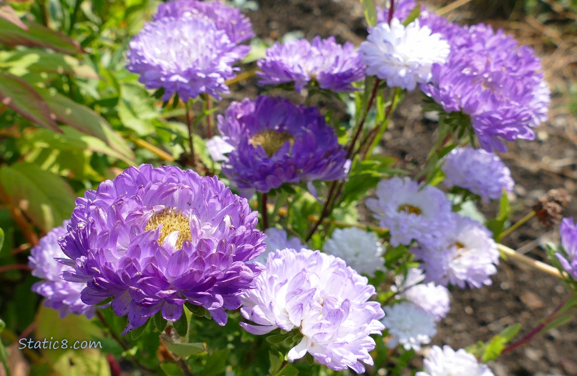 Purple flowers