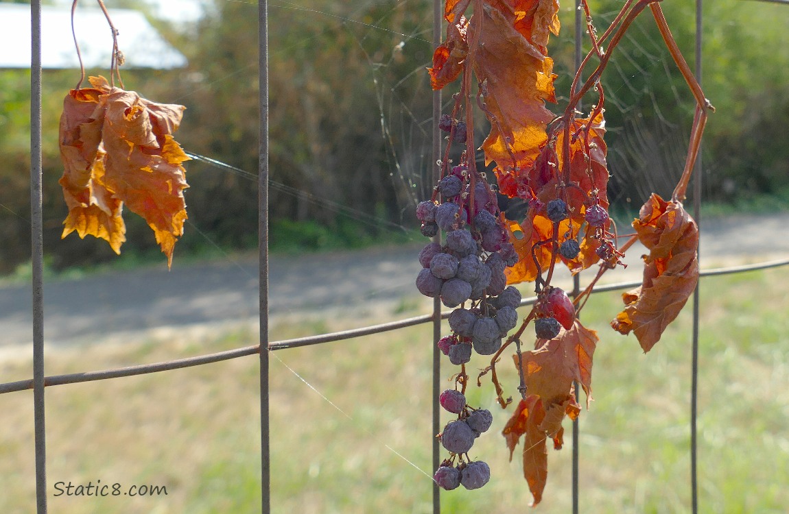 dead leaves and shriveled grapes