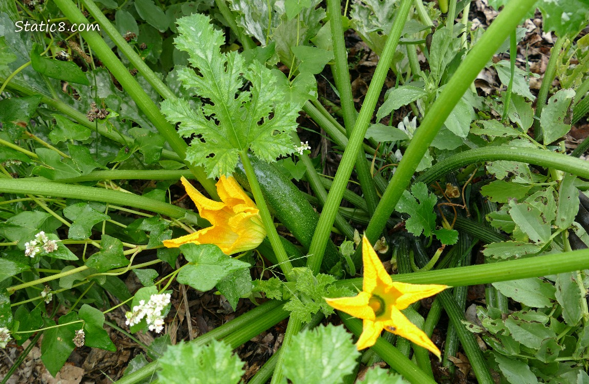 Looking down at a Zucchini plant