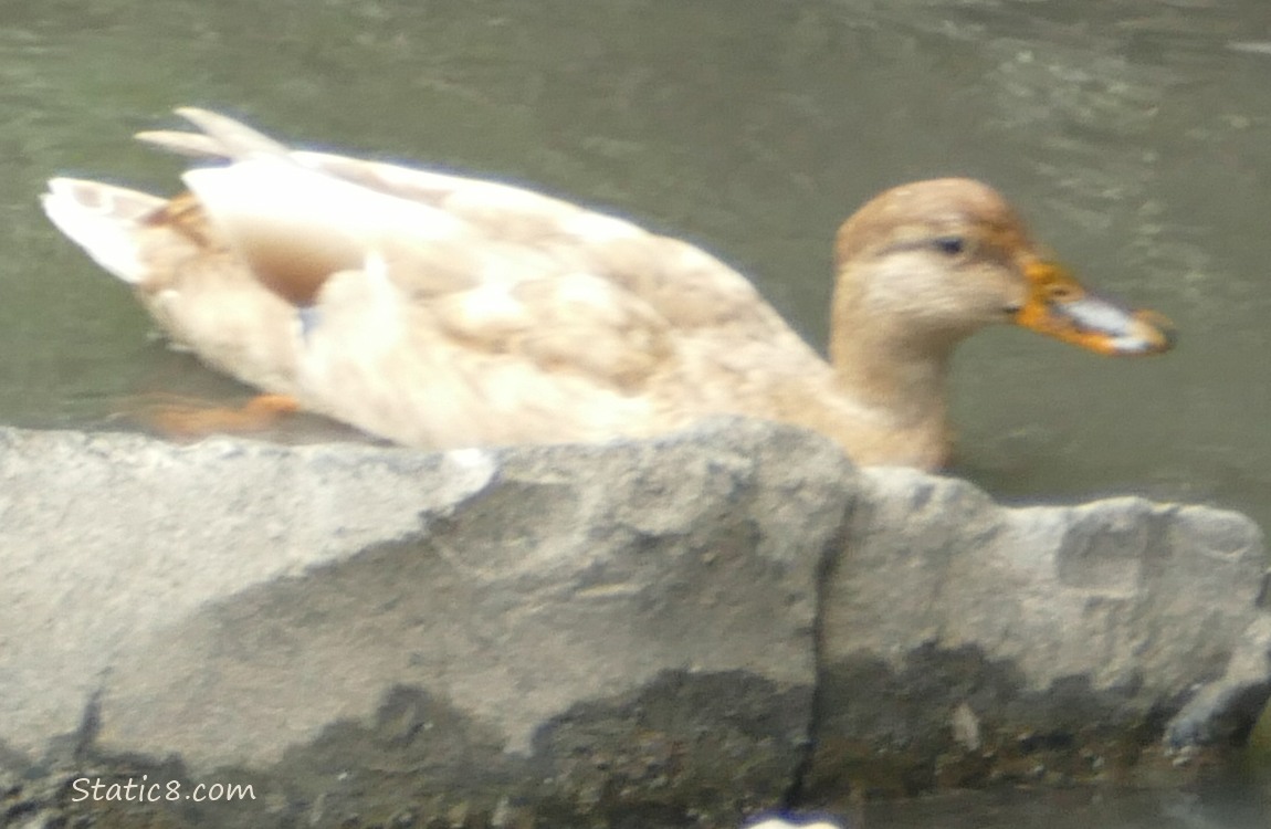 Blonde coloured Mallard paddling in the water behind a rock