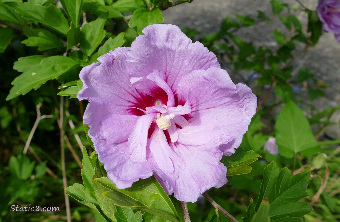 Hibiscus bloom