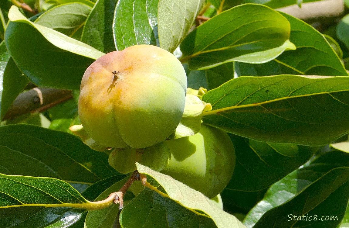 Persimmon fruits ripening on the tree