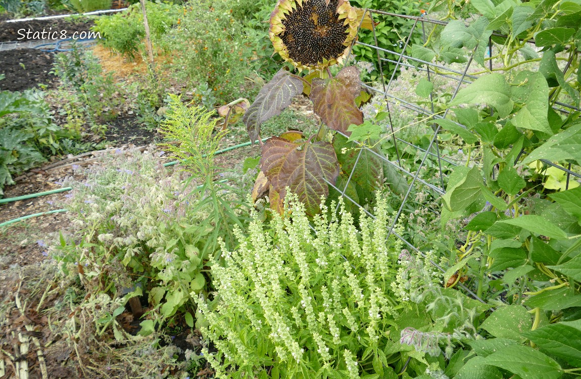 Garden plot