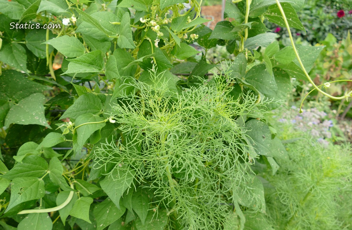 Cosmos leaves in front of bean plants
