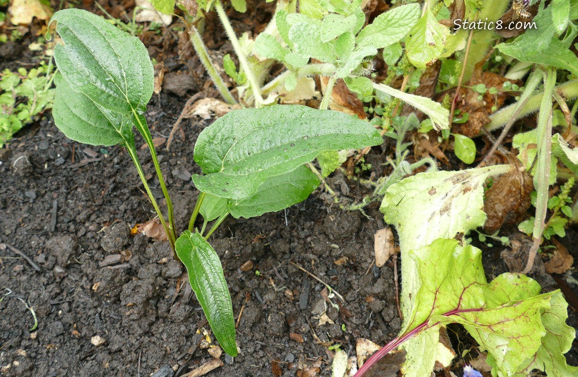 Echinacea growing in the dirt
