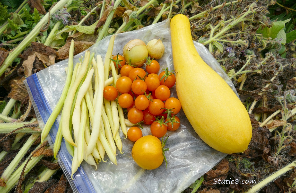 Harvested veggies laying on a ziplock bag on the ground