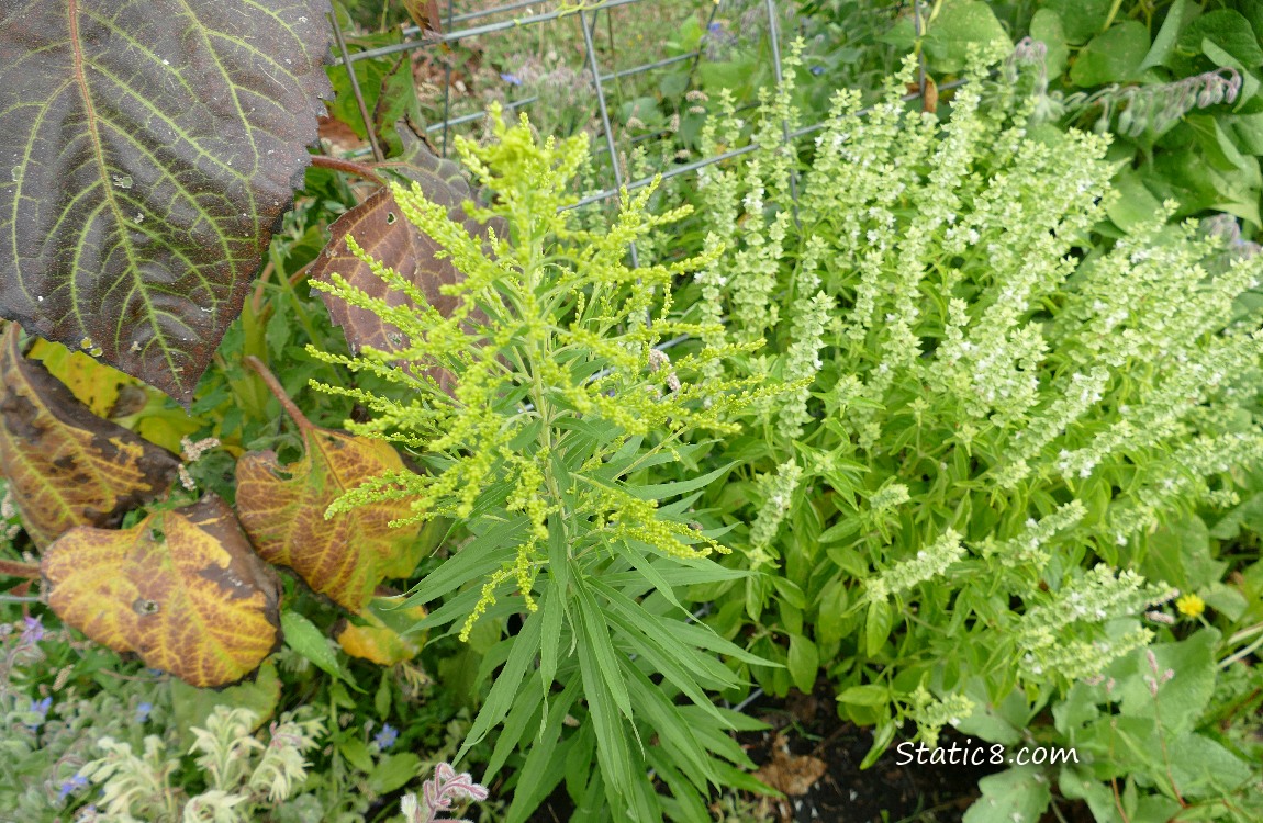 Garden plot