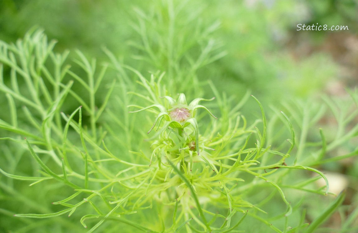Cosmos bud