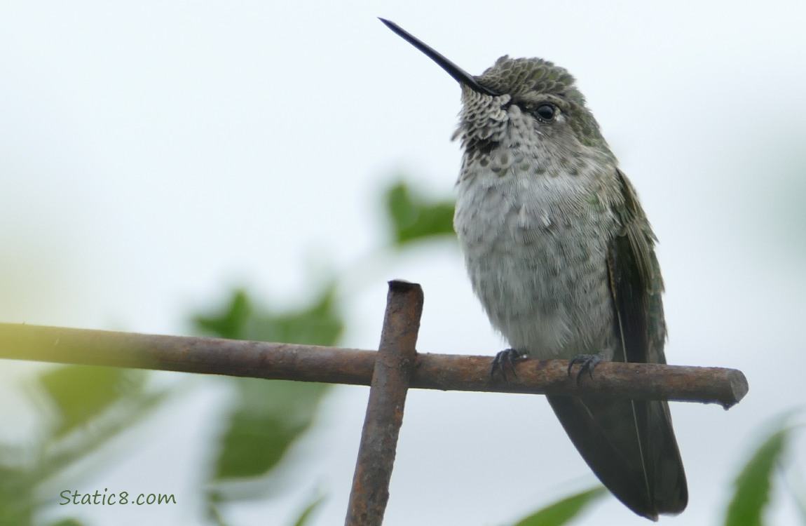 Anna Hummingbird standing at the top of a wire trellis