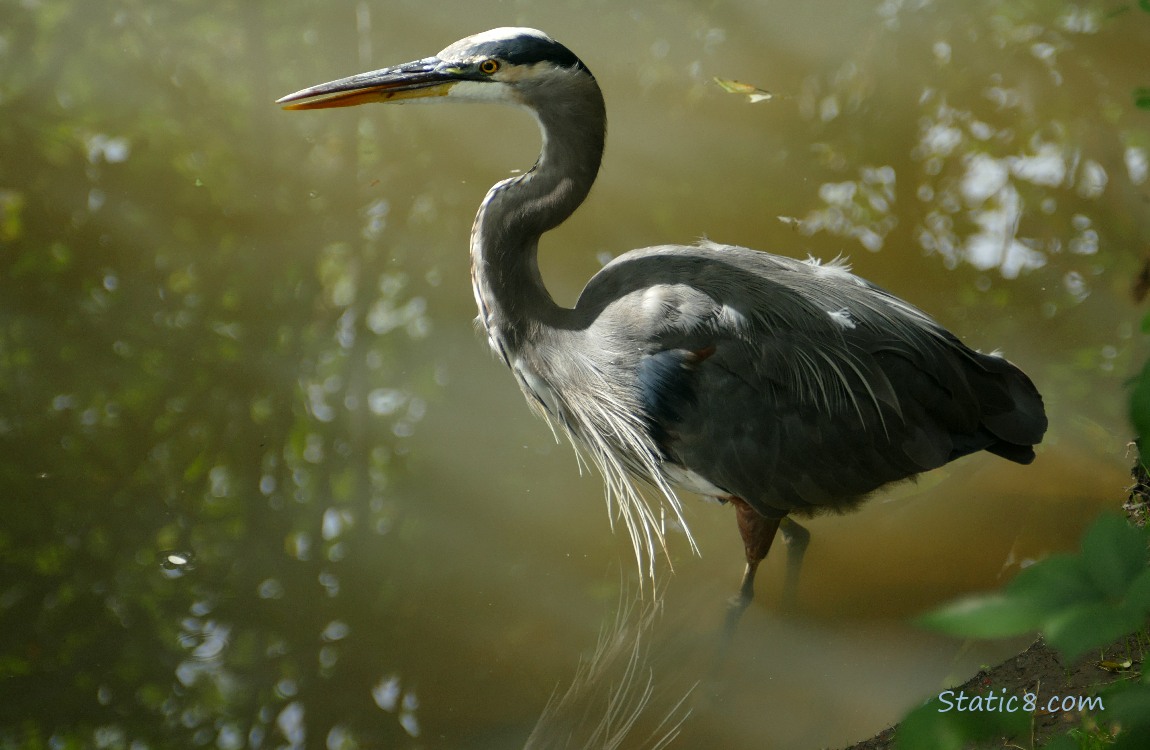 Great Blue Heron walking in shallow water next to the bank of the creek