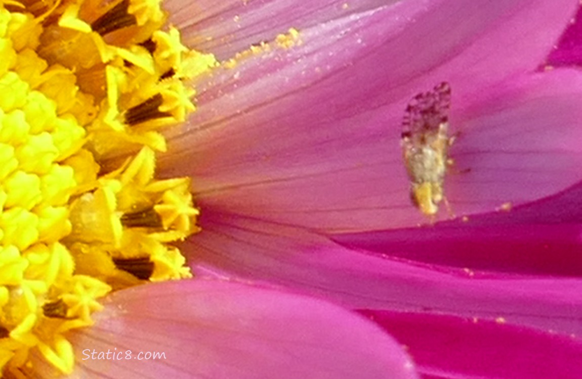 Tiny Bug on a Cosmos bloom
