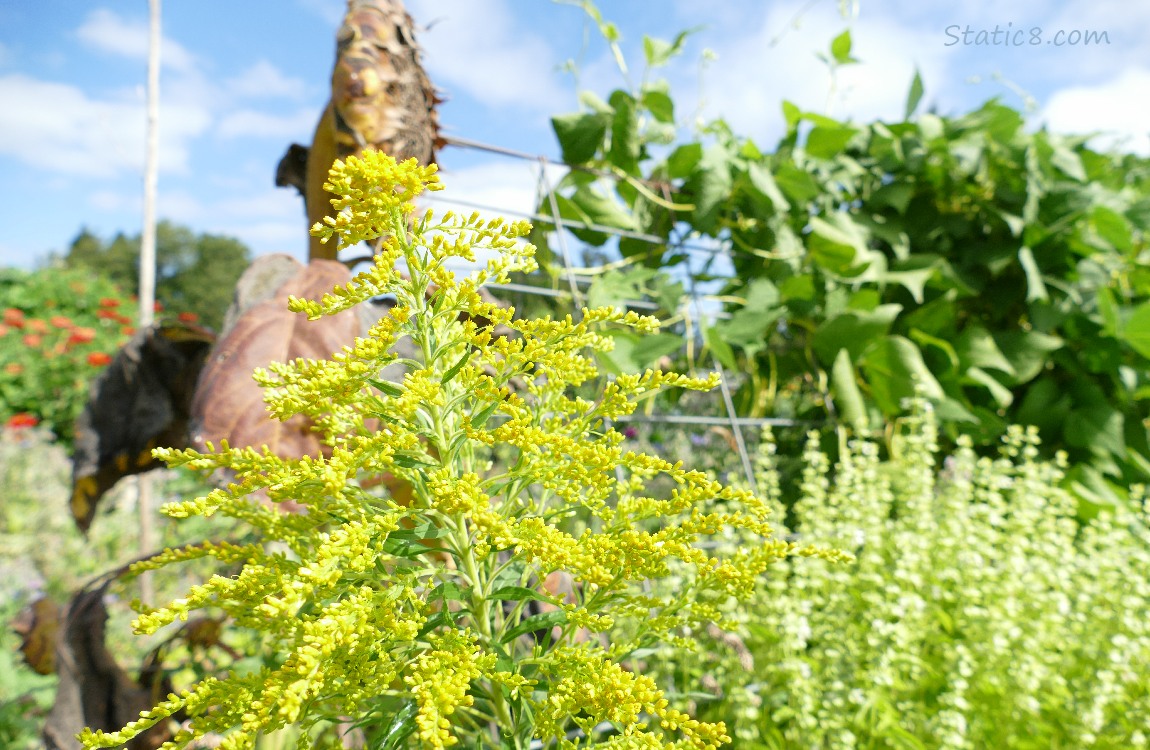 Goldenrod bloom