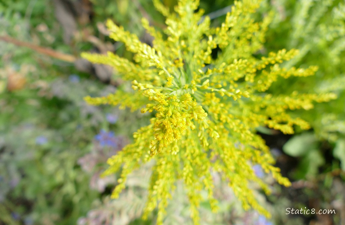 Goldenrod bloom