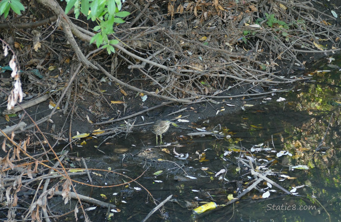 Green Heron standing at the bank of the creek