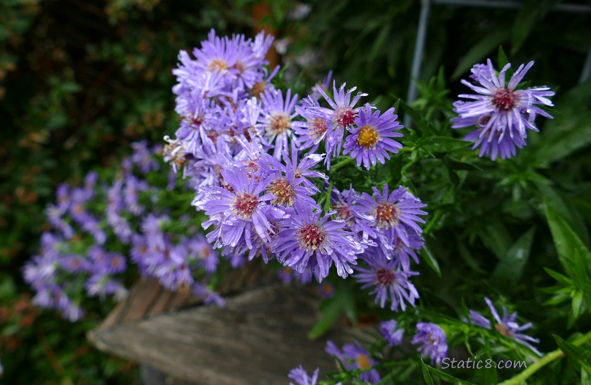 aster blooms