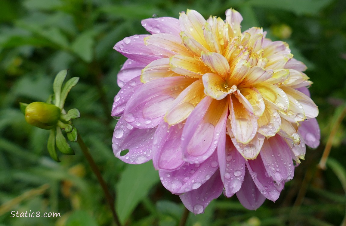 Dahlia bloom