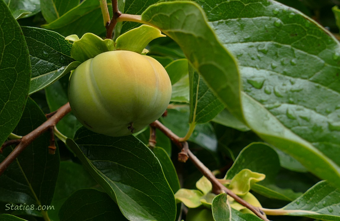 Persimmon fruit ripening on the tree