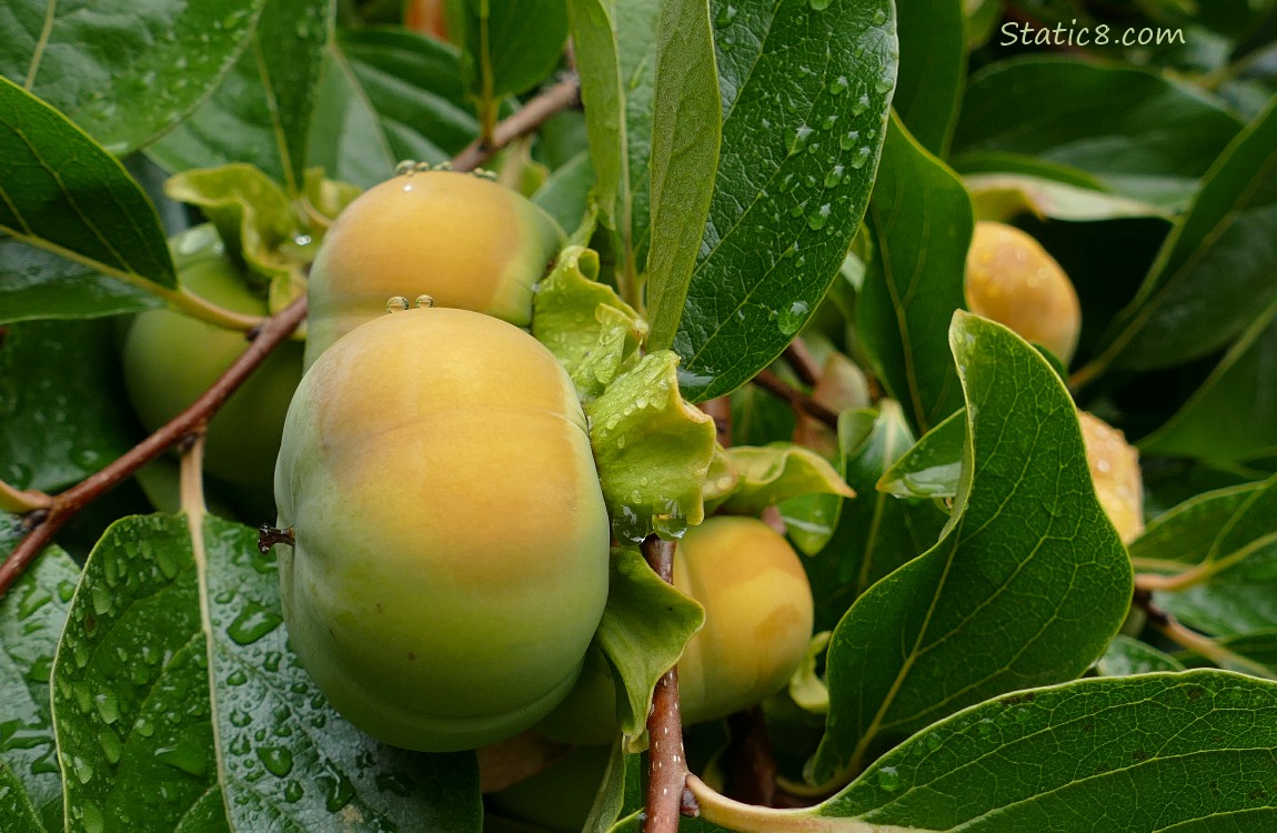 Persimmon fruits ripening on the tree