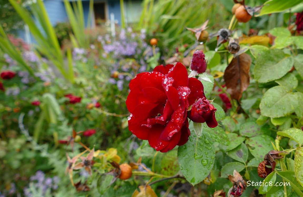 Red rose with rain drops and asters in the background