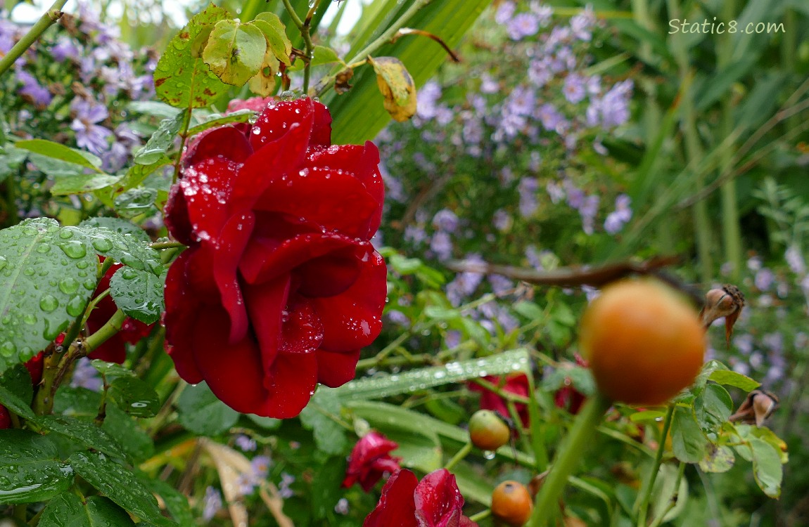 Red rose with rain drops and asters in the background