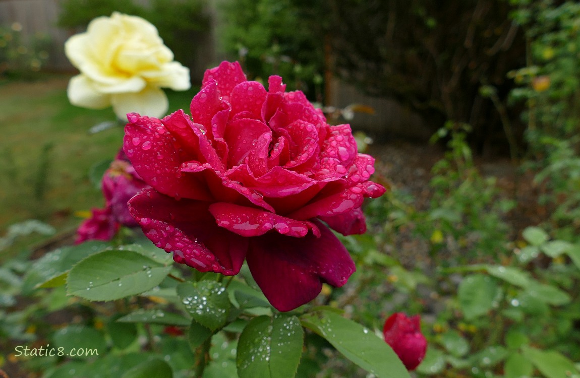 Red rose with rain drops and a yellow rose in the background