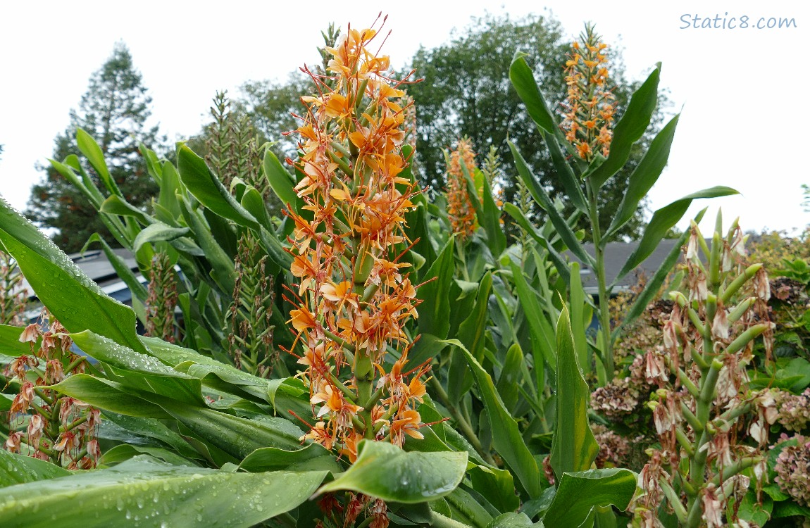 Orange blooms on a tall stalk