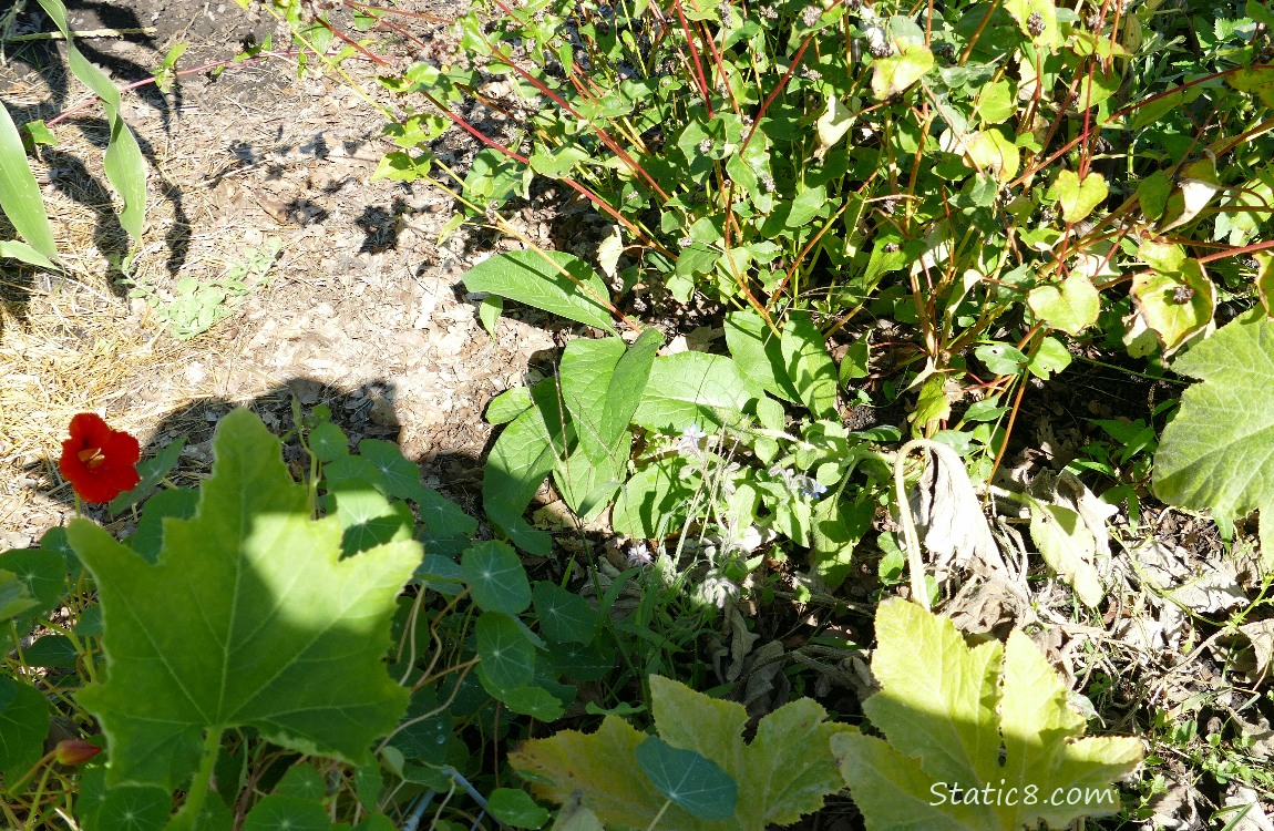 Garden Plot