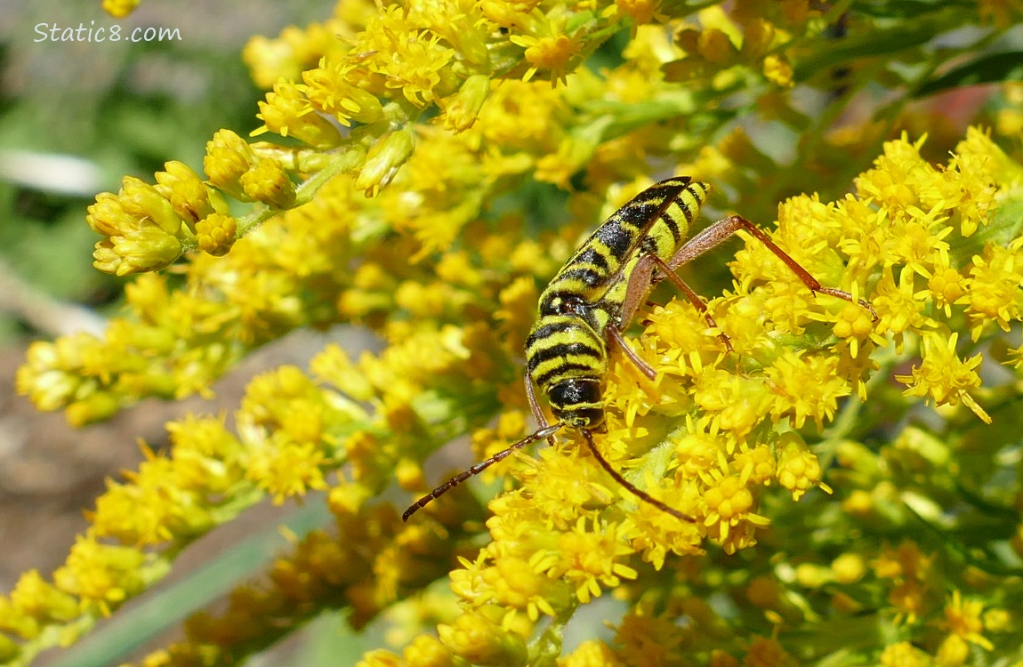 Locust Borer on the blooms of a Goldenrod