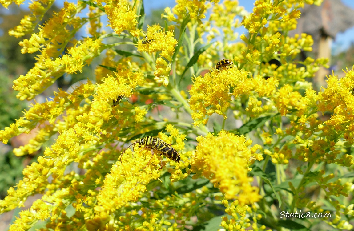 Locust Borer and Cucumber Beetle on the blooms of a Goldenrod