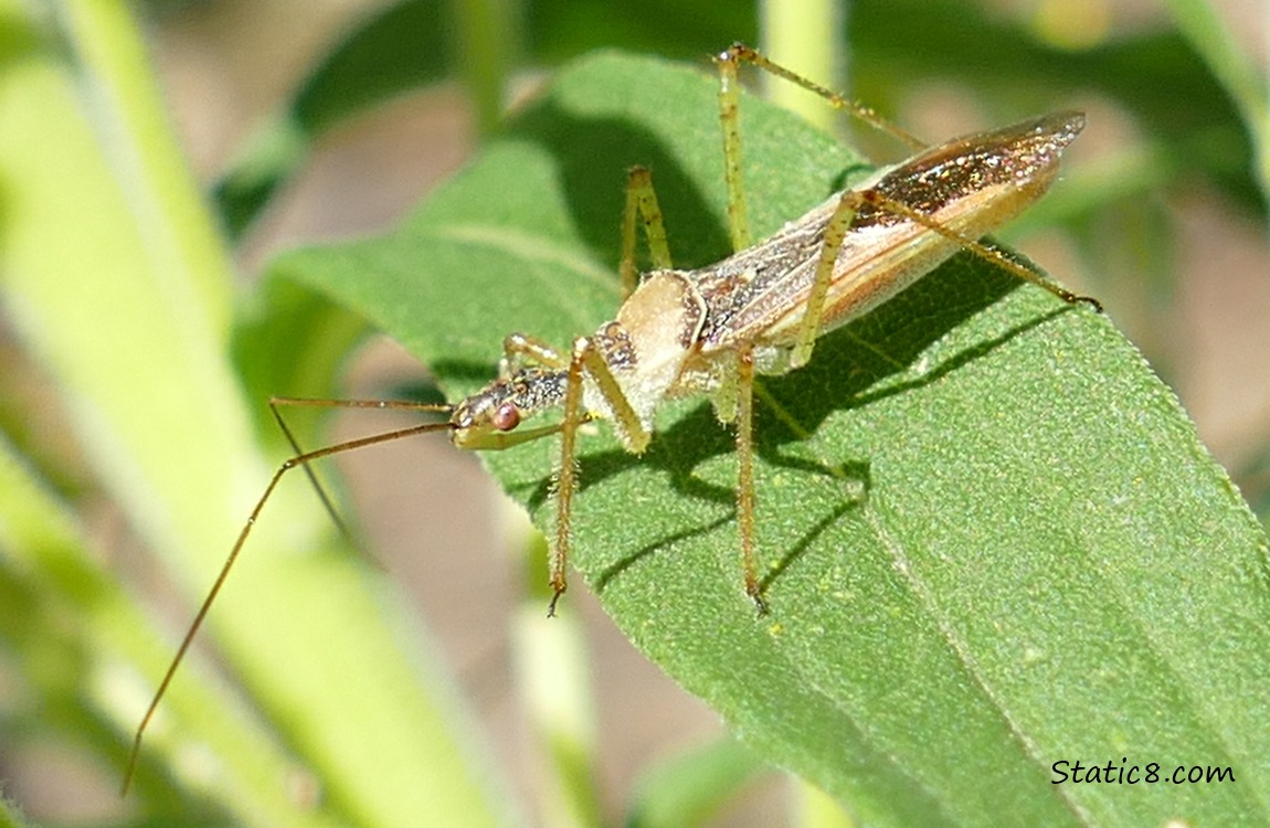 a beetle standing on a leaf of Goldenrod plant